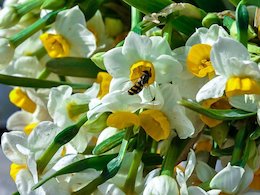 با ده گل زیبای مرگبار آشنا شوید! +تصاویر گل نرگس