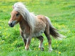 اسب ۳ میلیاردتومانی در ایران!+عکس اسب پونی