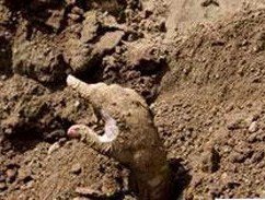 زنده به گور کردن دختر ۱۰ ساله ! + عکس  زنده به گور