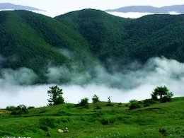 نیمی از جنگل های شمال ایران نابود شد جنگل ابر43