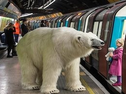 سقوط خرس بر روی خودروی سواری/عکس خرس قطبی