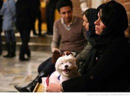 حیوانات خانگی بلای جان خانوادهای ایرانی حیوان خانگی 43