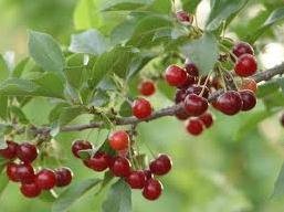 باردهی زمستانی درخت آلبالو در مازندران!/عکس آلبالو 43