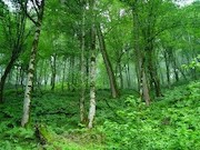 جنگل43