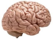 مغز انسان 43