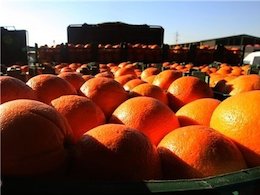 لیست قیمت انواع میوه در بازار/ سیبزمینی ارزان شد میوه