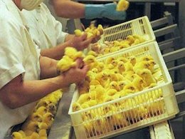 شغل عجیب ولی پر درآمد جهان +عکس شغل عجیب ولی پر در آمد