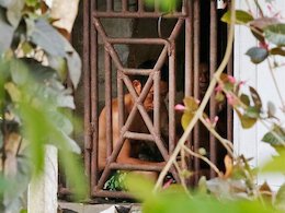 برده داری در قرن ۲۱!+عکس برده داری 43