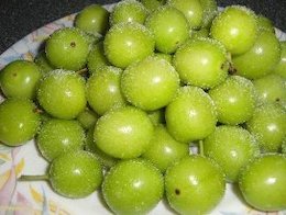 نوبرانهها ارزان شدند میوه نوبر43