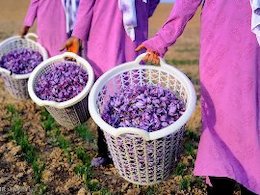 مدیریت اروپا بر بازار محصول ملی ایران! زعفران43