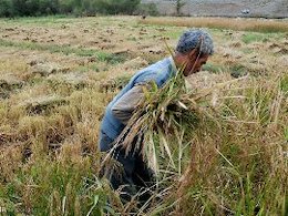 دست رد ایران بر سینه هندیها برنج 43