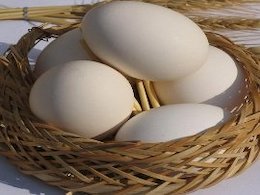 کنترل آنفلوانزا در مازندران/ واحدهای صنعتی آلوده نشدهاند تخم مرغ43