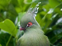 پرنده شگفتانگیز و کمیاب/تصاویر پرنده 43