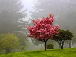 مناظری زیبا از جنس مه+تصاویر  مناظر مه آلود 43