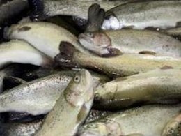 مرغ گران شد/ ماهی حلوا سفید؛ کیلویی ۶۰ هزار تومان ماهی 43