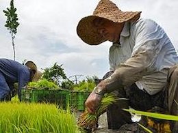 تولید ۱.۸ میلیون تن برنج در کشور برنج43