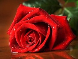 گل رُز مارمولکی +عکس  گل43