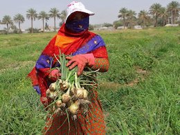 خواص بی نظیر پیازچه که کمتر کسی می داند 
 برداشت پیاز