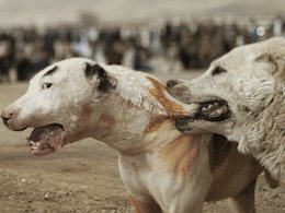 سگ کشی به روش افغان ها!/تصاویر سگ کشی