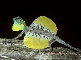 کشف اژدها در اندونزی!+عکس  اژده های کوچک