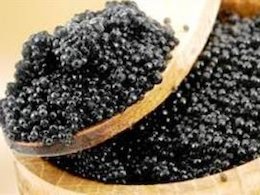 تمدیدممنوعیت صید ماهیان خاویاری خزر تاسال ۲۰۲۰ خاویار 43