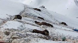 دیدن این تصاویر آزار دهنده است!!(+۱۸) کشتار قاطرها