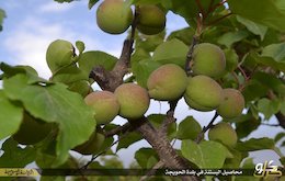 باغ میوه داعش!+تصاویر باغ داعش