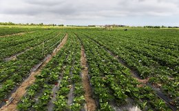 جزئیات طرح اصلاح قانون حفظ کاربری اراضی زراعی و باغها/ تغییر اراضی خارج از بافت شهری ممنوع میشود
 برداشت توت فرنگی از باغات استان مازندران.