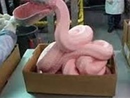 مصرف خمیرمرغ مانعی ندارد/ صادرات پای مرغ به چین  خمیر مرغ43