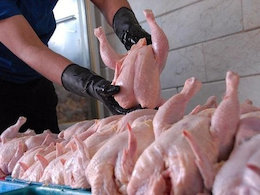 گرانی مرغ در راه است مرغ