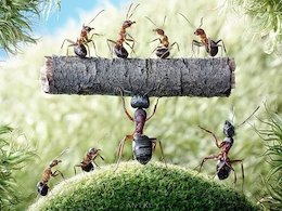 مورچهها جان یک پیرمرد را نجات دادند!+تصاویر  مورچه