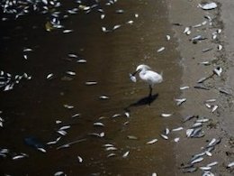 دلایل مرگ هزاران ماهی در جزیره کیش اعلام شد  ماهی43