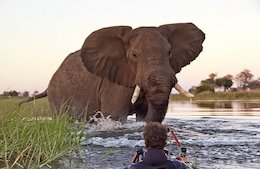 عکس/خطرناکترین لحظه برای عکاس! عکاسی حیوانات