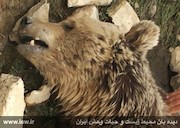 کشتن خرس