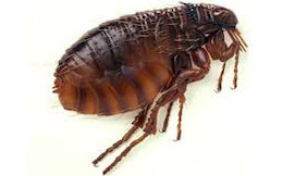 داعش کسی را که شپش بکشد شلاق می زند +عکس شپش