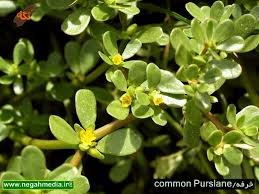 رفع تشنگی در ماه رمضان با این گیاه+عکس خرفه