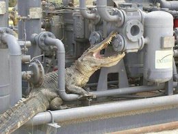 تمساحی که تاسیسات عسلویه را خورد! +عکس تمساح