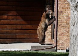 حمله خرس به زن عشایری+تصاویر (۱۸+) خرس بافرهنگ