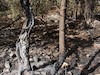 جنگل های ایلام پس از آتش سوزی 