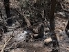  جنگل های ایلام پس از آتش سوزی 