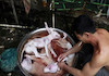 نماینده/ عکس های خبرگزاری اسوشیتدپرس که در ادامه آمده است، مردم شهر یولین (چین) را نشان می‌دهند که طبق رسمی قدیمی در حال آماده کردن لاشه‌ سگ‌ و گربه برای فروش به مردم این شهر هستند! این گزارش تصویری حاوی تصاویر ناراحت کننده است.