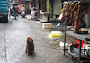 نماینده/ عکس های خبرگزاری اسوشیتدپرس که در ادامه آمده است، مردم شهر یولین (چین) را نشان می‌دهند که طبق رسمی قدیمی در حال آماده کردن لاشه‌ سگ‌ و گربه برای فروش به مردم این شهر هستند! این گزارش تصویری حاوی تصاویر ناراحت کننده است.