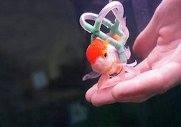 ویلچر برای ماهی مصدوم!/تصاویر ویلچر برای ماهی