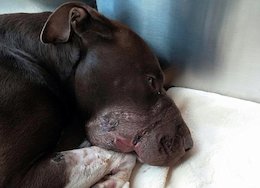 جنایت وحشیانه صاحب یک سگ +عکس آزار سگ