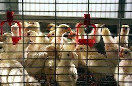 تعطیلی ۲۰۰مرغداری مازندران به دلیل عدم تامین سرمایه در گردش تخم مرغ SPF