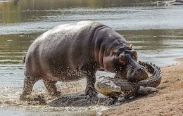 حمله اسب آبی به کروکودیل