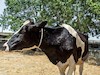 شیوع بیماری آبله گاوی در مازندران