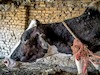 شیوع بیماری آبله گاوی در مازندران