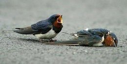 عشقی که میلیون ها نفر با آن گریه کردند!+تصاویر عاشقانه دو پرنده