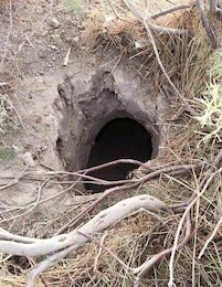 یک داعشی در سوراخ موش!+تصاویر دستگیری یک داعشی